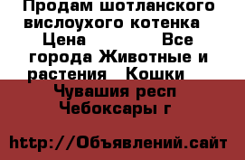 Продам шотланского вислоухого котенка › Цена ­ 10 000 - Все города Животные и растения » Кошки   . Чувашия респ.,Чебоксары г.